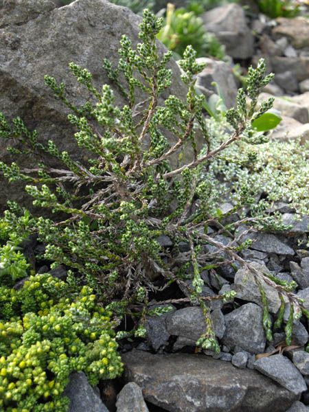 Ozothamnus selago var tumidum en fleurs sur des éboulis alpins en Nouvelle-Zélande